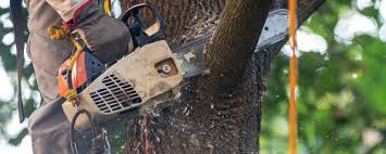 Best Stump Grinding and Removal  in New Egypt, NJ