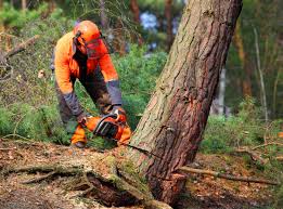 Reliable New Egypt, NJ Tree Removal Solutions