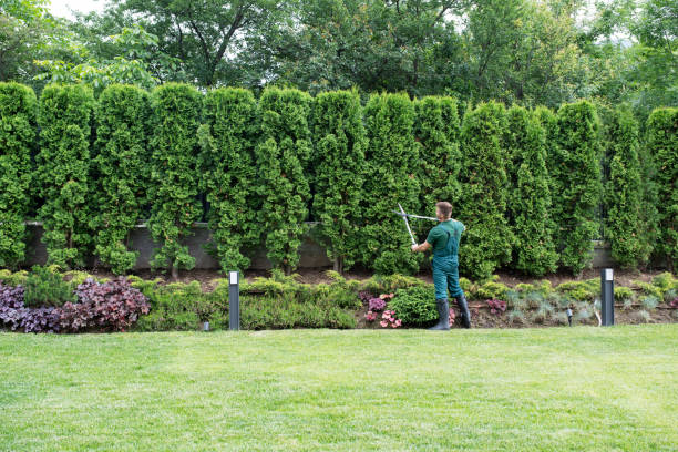 Tree and Shrub Care in New Egypt, NJ