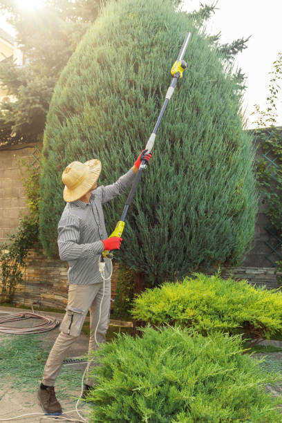 Best Palm Tree Trimming  in New Egypt, NJ
