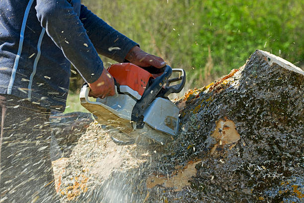  New Egypt, NJ Tree Removal Pros
