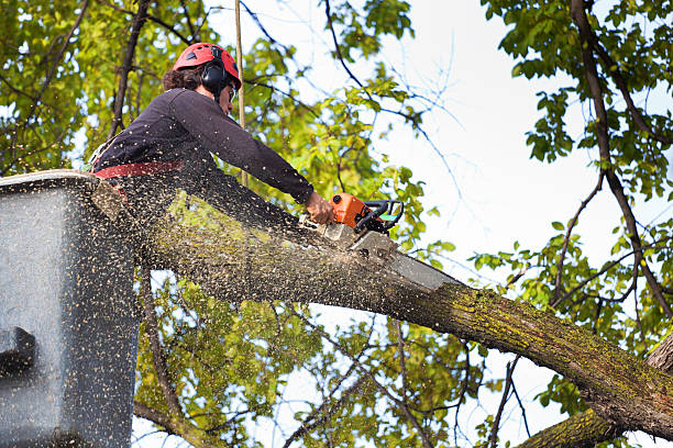 Best Tree Health Inspection  in New Egypt, NJ