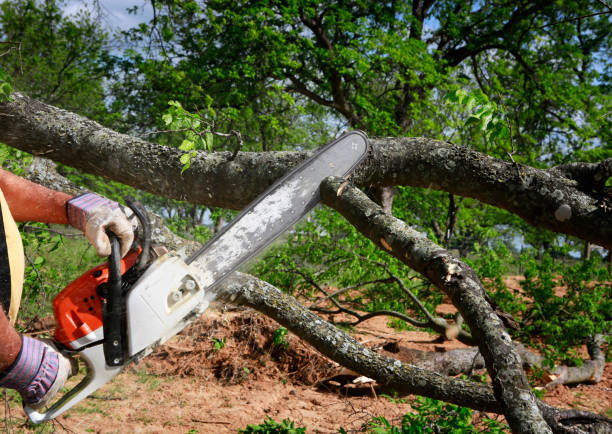 Best Tree Preservation Services  in New Egypt, NJ