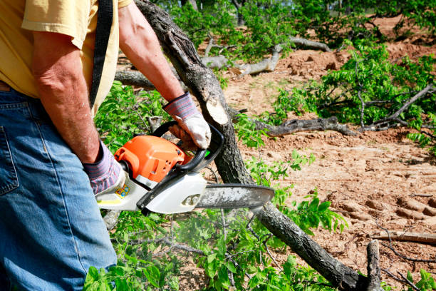 Best Tree Cabling and Bracing  in New Egypt, NJ